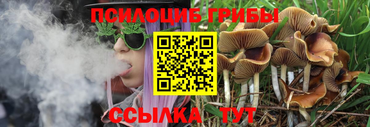 Донской  Псилоцибиновые грибы Cubensis  Вход с VPN 